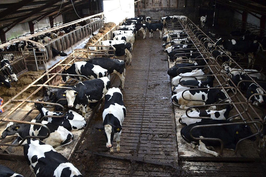 Dairy Farms