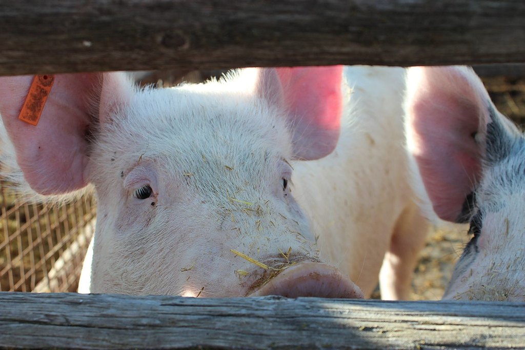 Hog operation